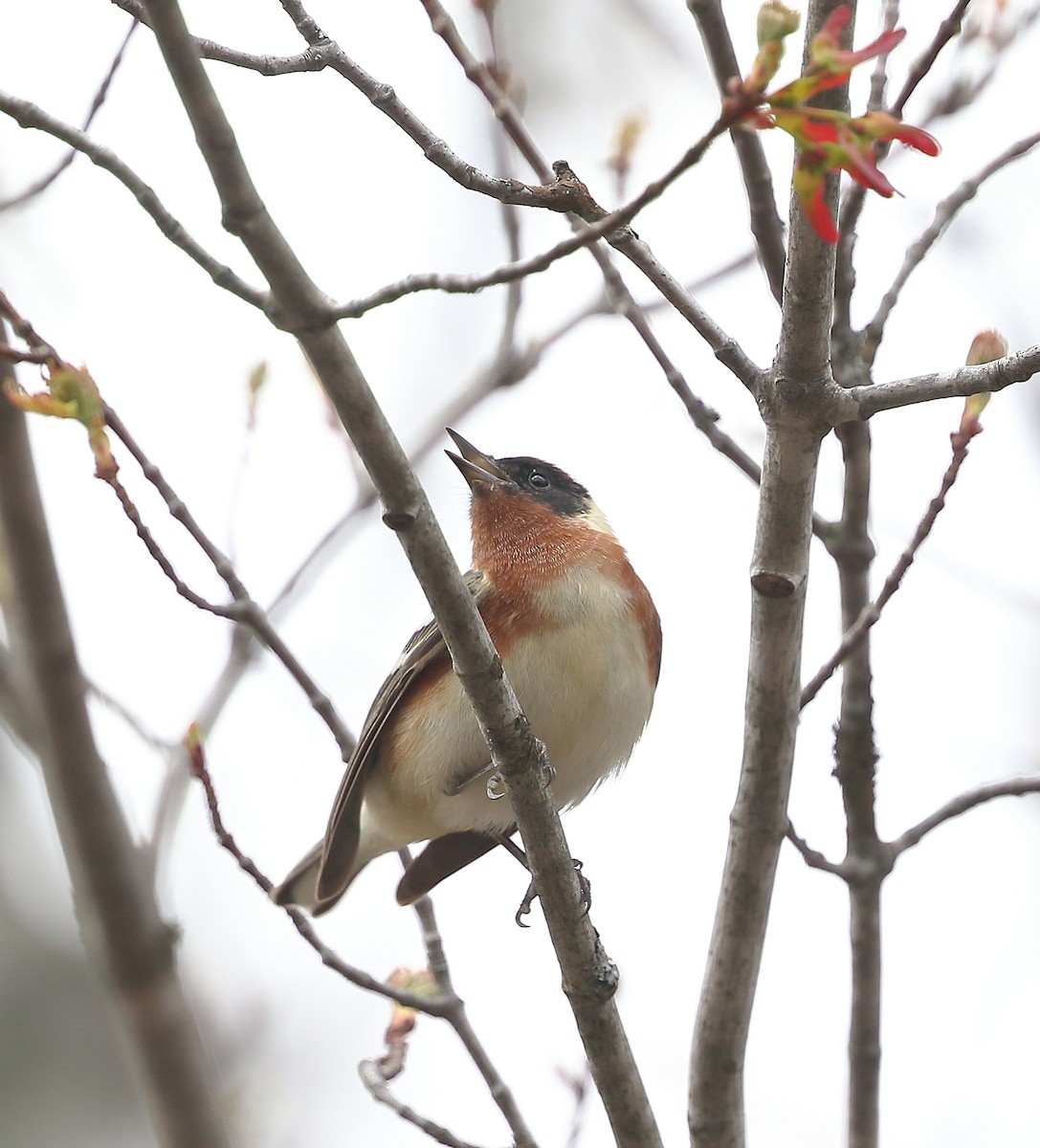 Bay-breasted Warbler - ML452607531