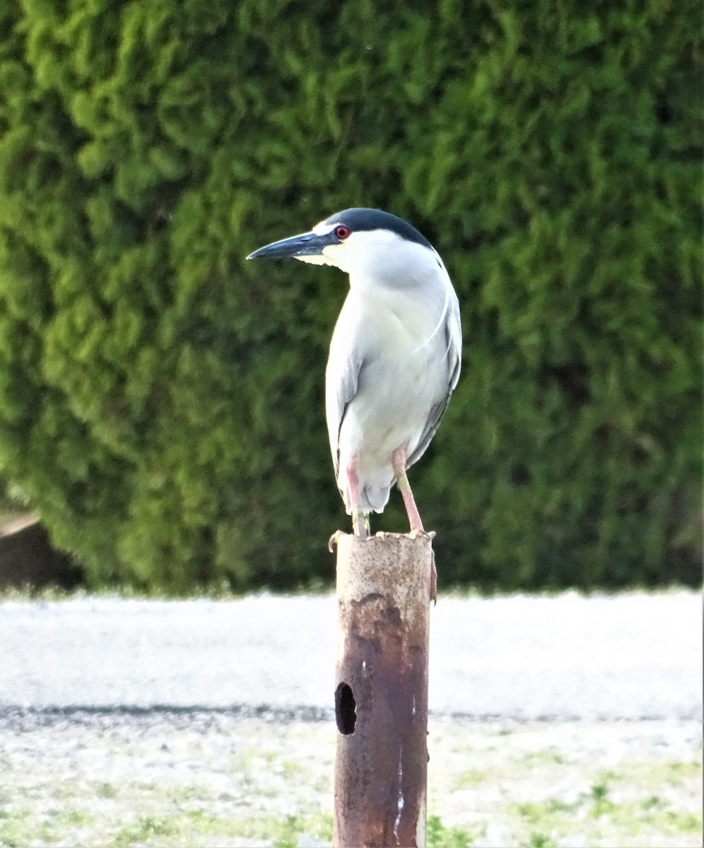 Black-crowned Night Heron - ML452607771