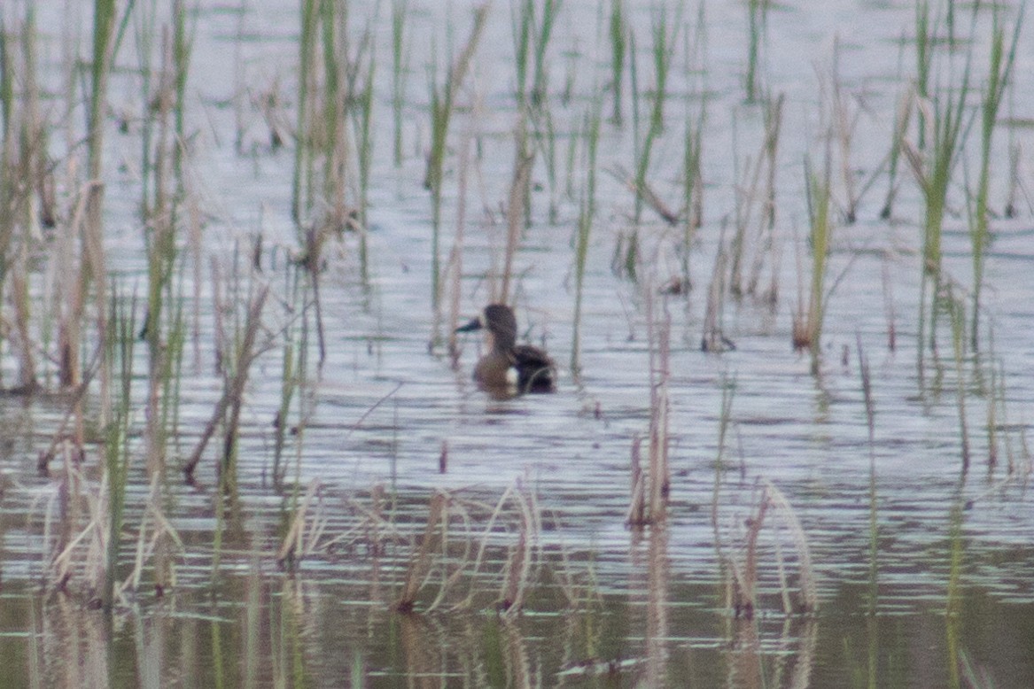 Blue-winged Teal - Catherine Dion