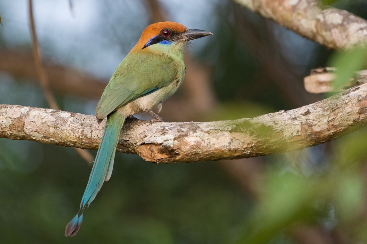 Russet-crowned Motmot - ML452609441