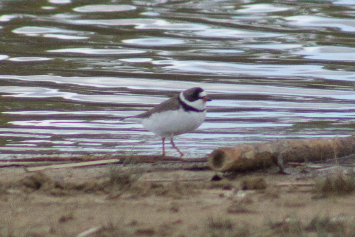 Semipalmated Plover - Catherine Dion