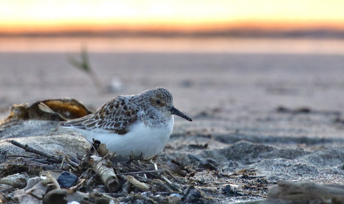 Sanderling - ML452609971