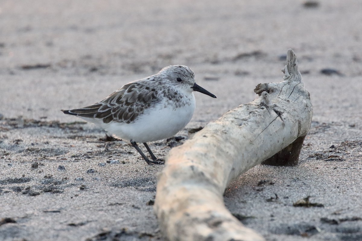 Sanderling - ML452610021