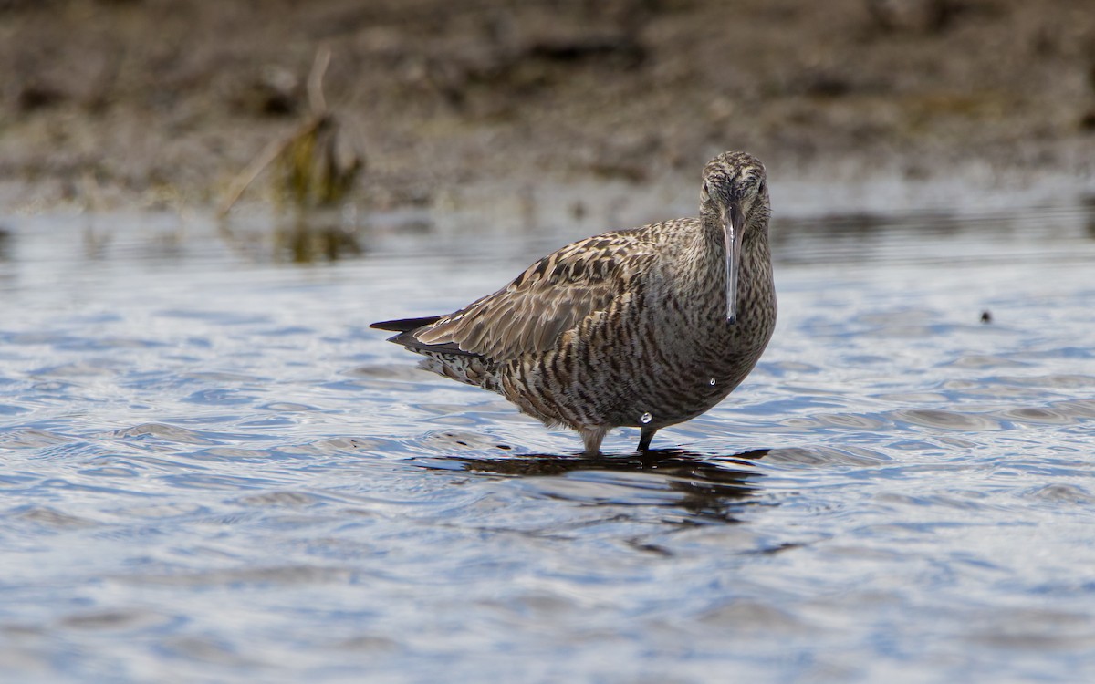 Hudsonian Godwit - Arthur Mercado