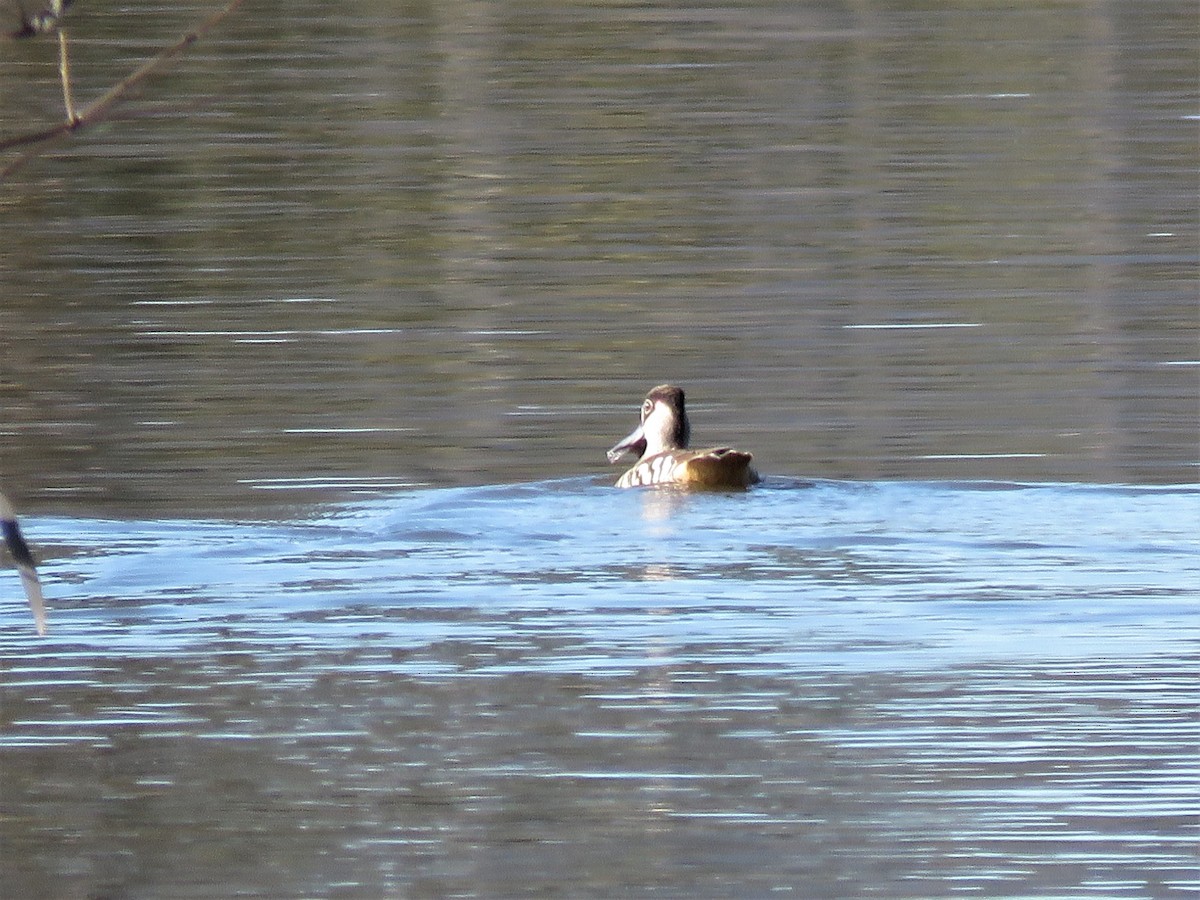 Pink-eared Duck - ML452610551