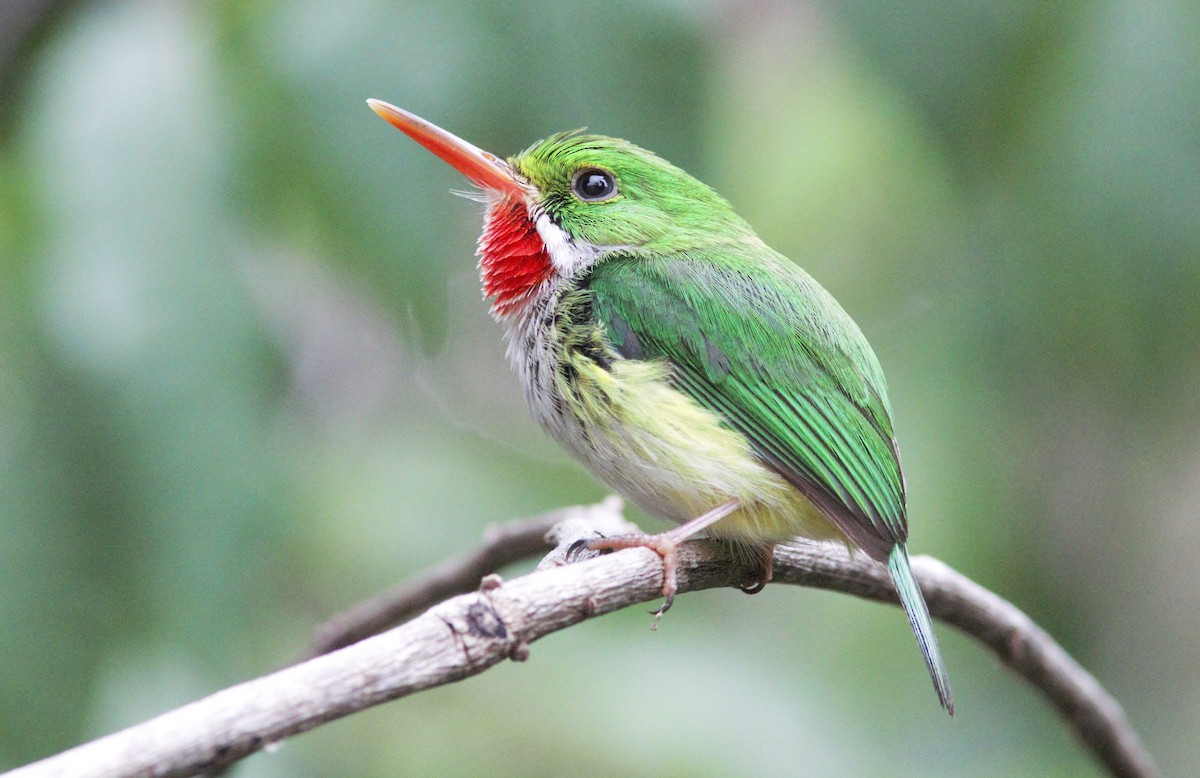 Puerto Rican Tody - ML452610811
