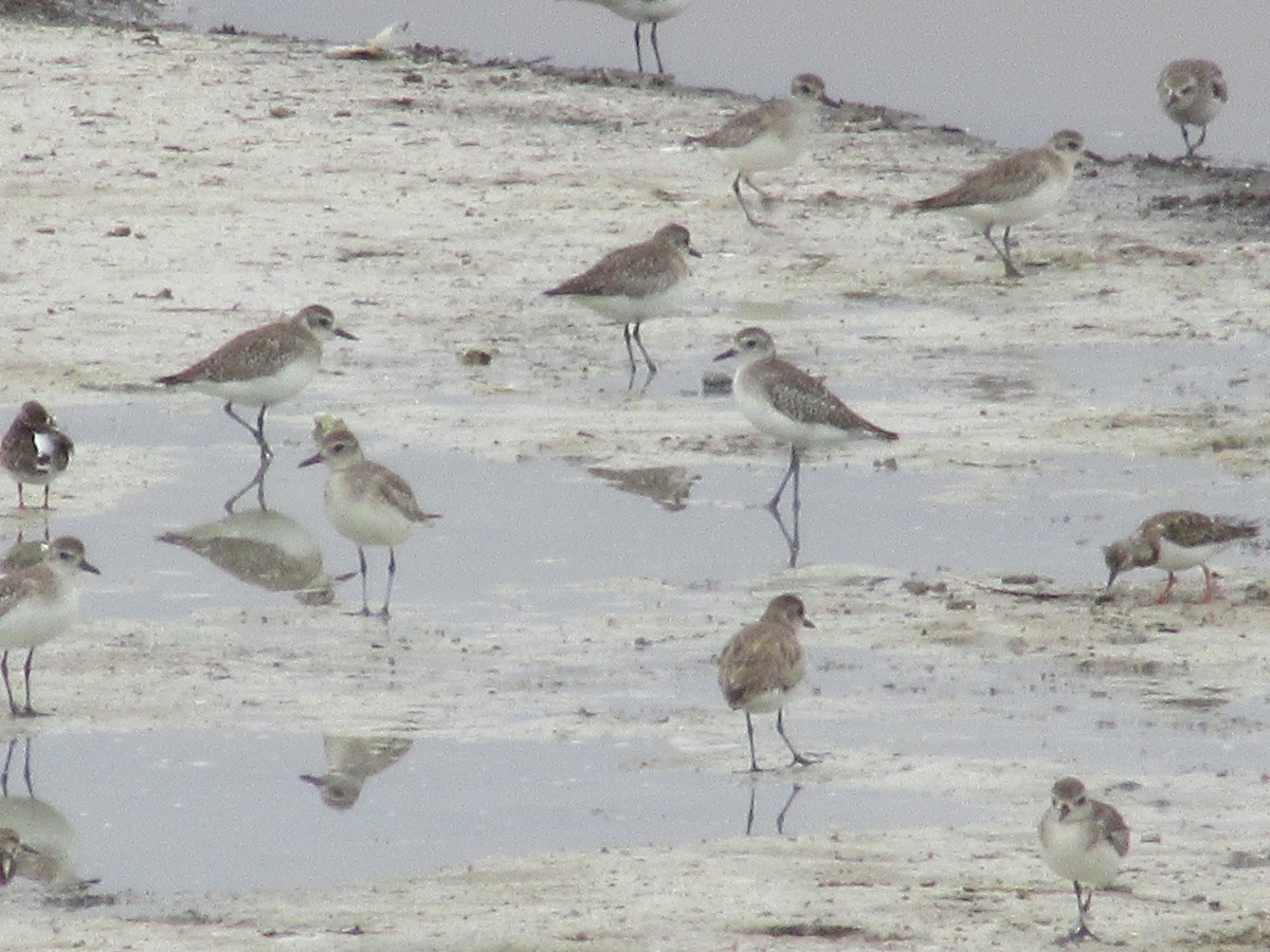 Black-bellied Plover - ML452610861