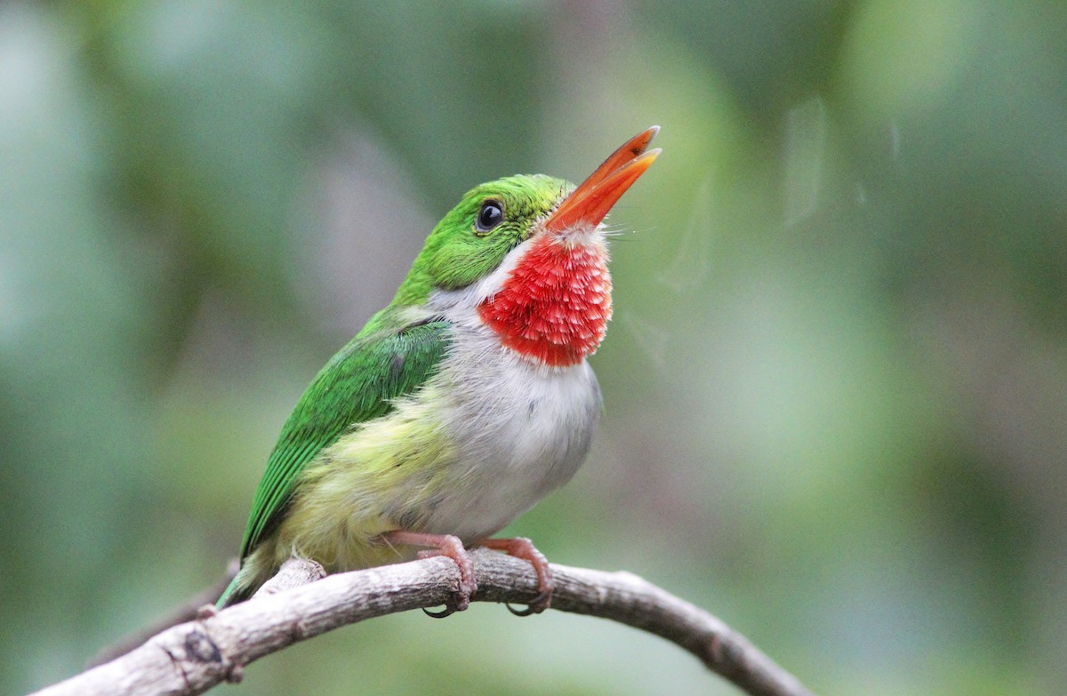 Puerto Rican Tody - ML452611071