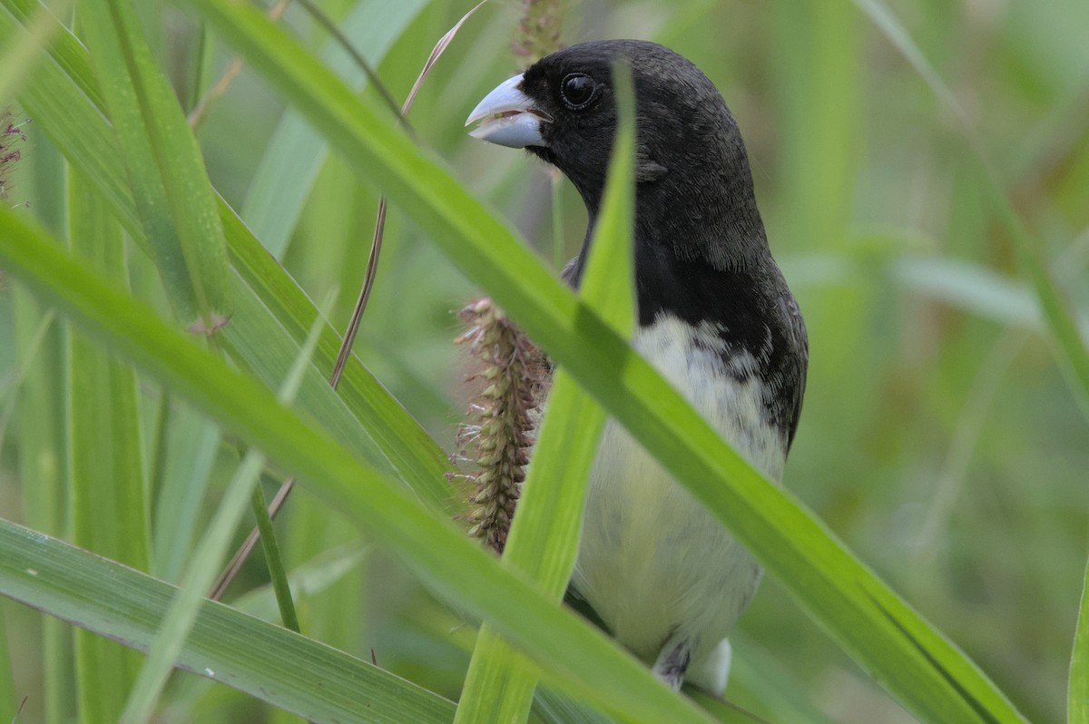 Yellow-bellied Seedeater - ML452612211