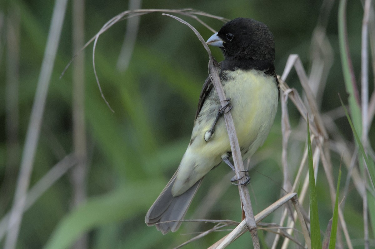 Yellow-bellied Seedeater - ML452612231