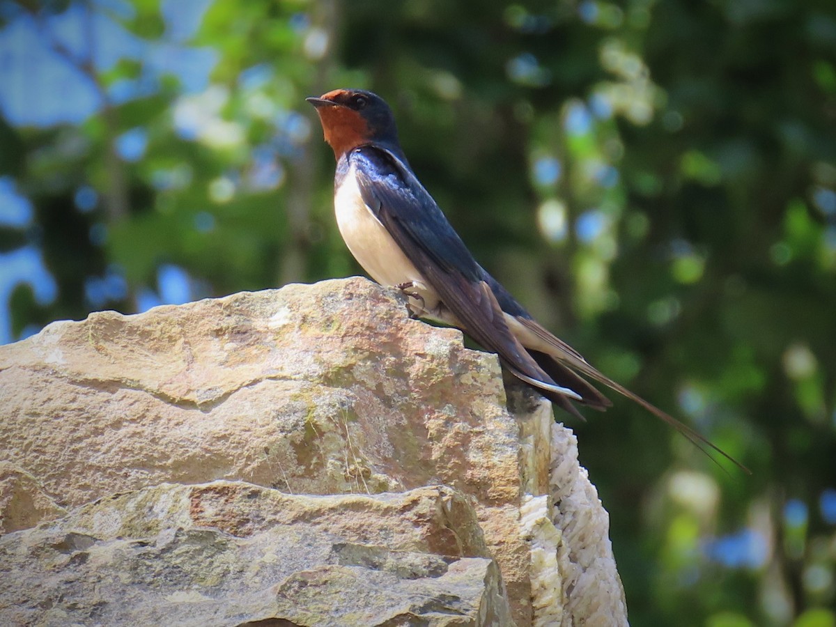 låvesvale - ML452612781