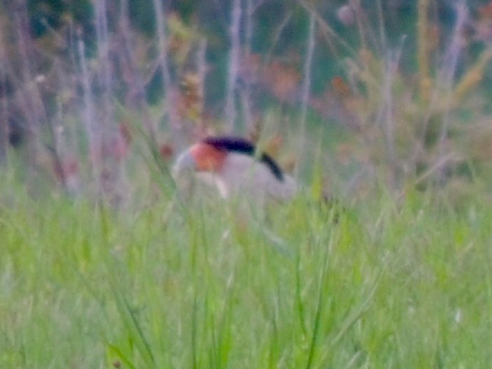 Crested Caracara (Northern) - ML45261421