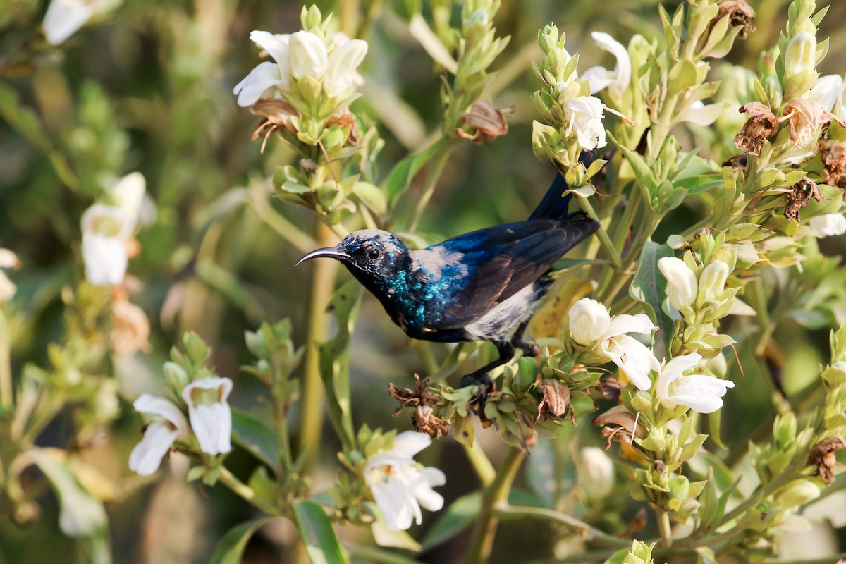 Purple Sunbird - ML45261461