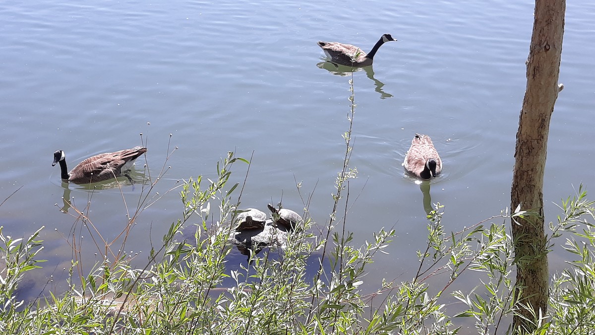 Canada Goose - Diane Wong-Kone