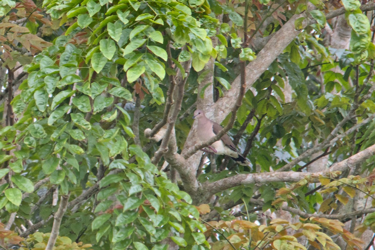 White-tipped Dove - ML452615551