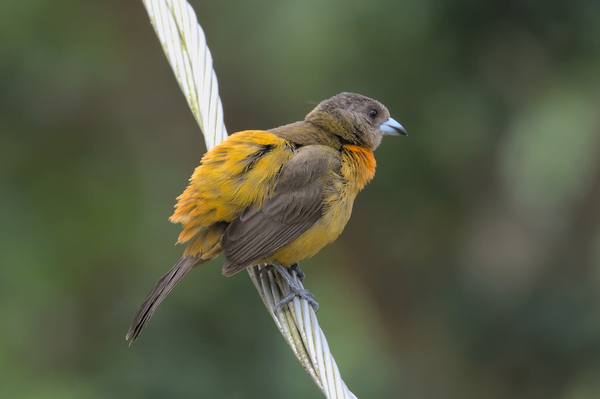Scarlet-rumped Tanager - ML452615691
