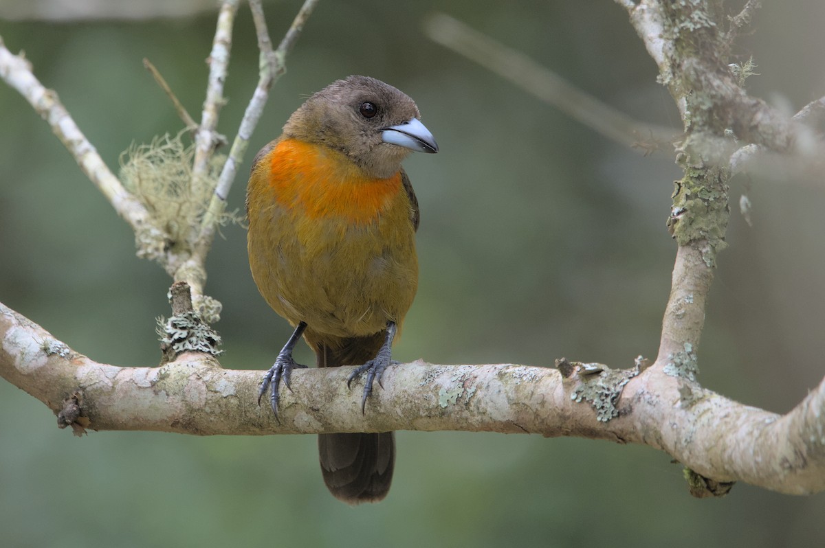 Scarlet-rumped Tanager - ML452615731