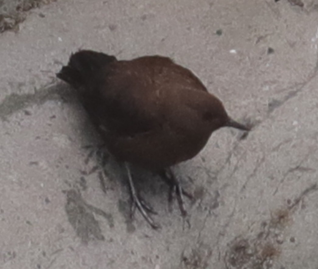 Brown Dipper - ML452615811