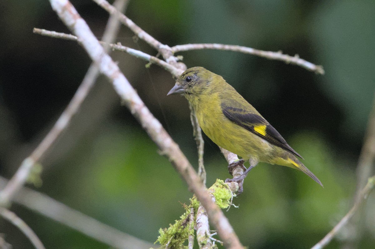 Yellow-bellied Siskin - ML452616141