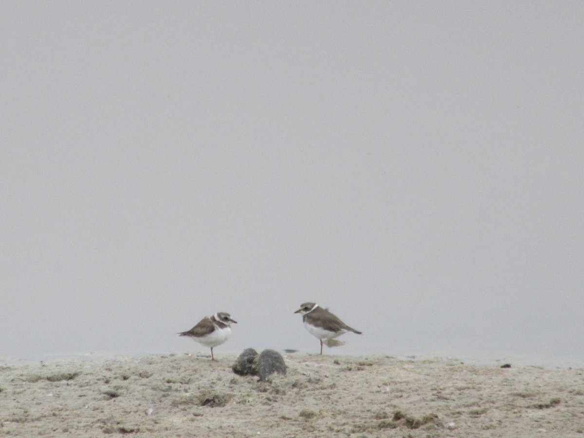 Semipalmated Plover - ML452617761