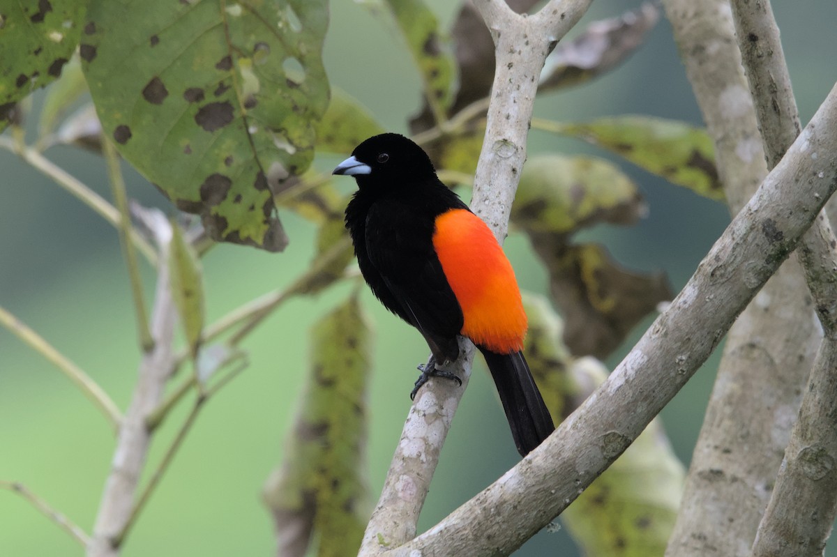 Scarlet-rumped Tanager - ML452617841