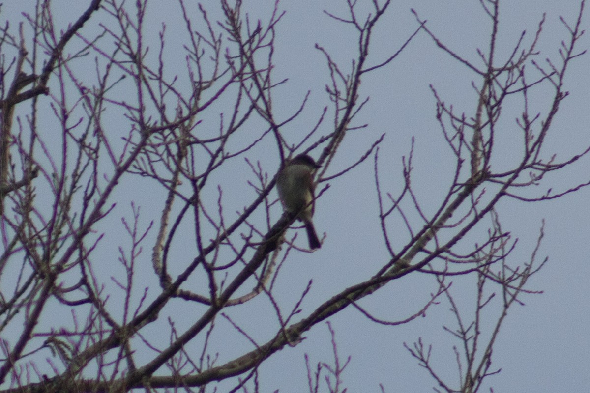 Eastern Phoebe - ML452618291