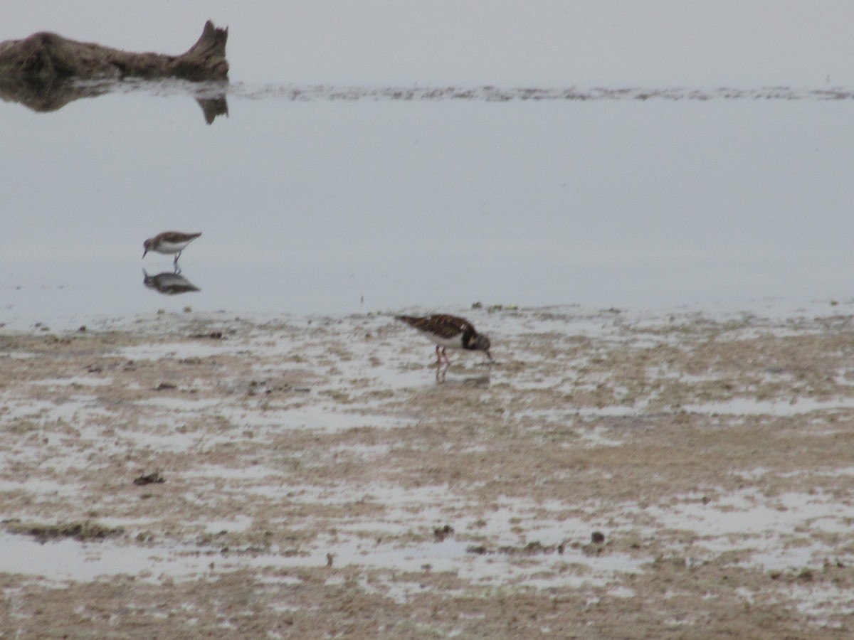 Ruddy Turnstone - ML452618801