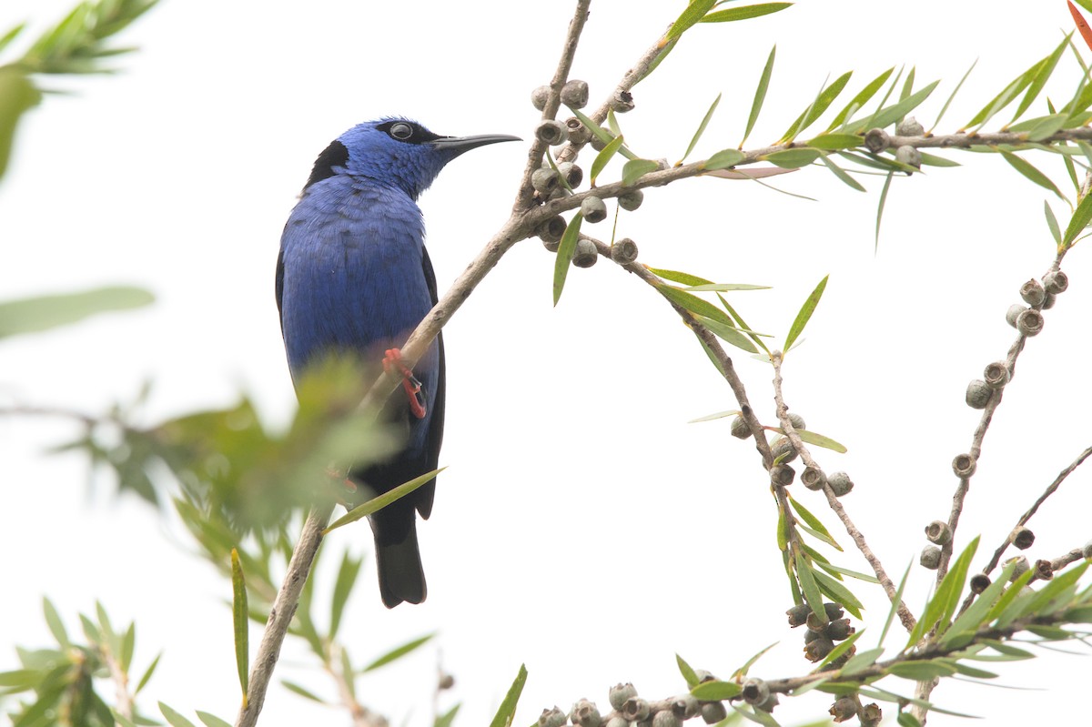 Red-legged Honeycreeper - ML452619001