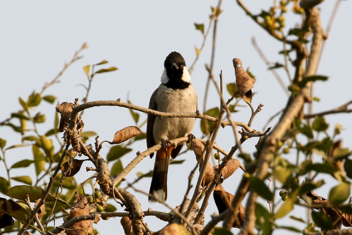 White-eared Bulbul - ML45261911