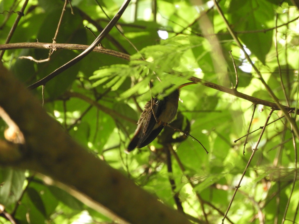 Rufous-breasted Hermit - ML452620001