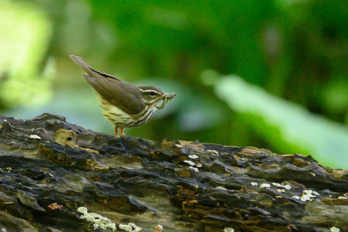 Louisiana Waterthrush - ML452620871