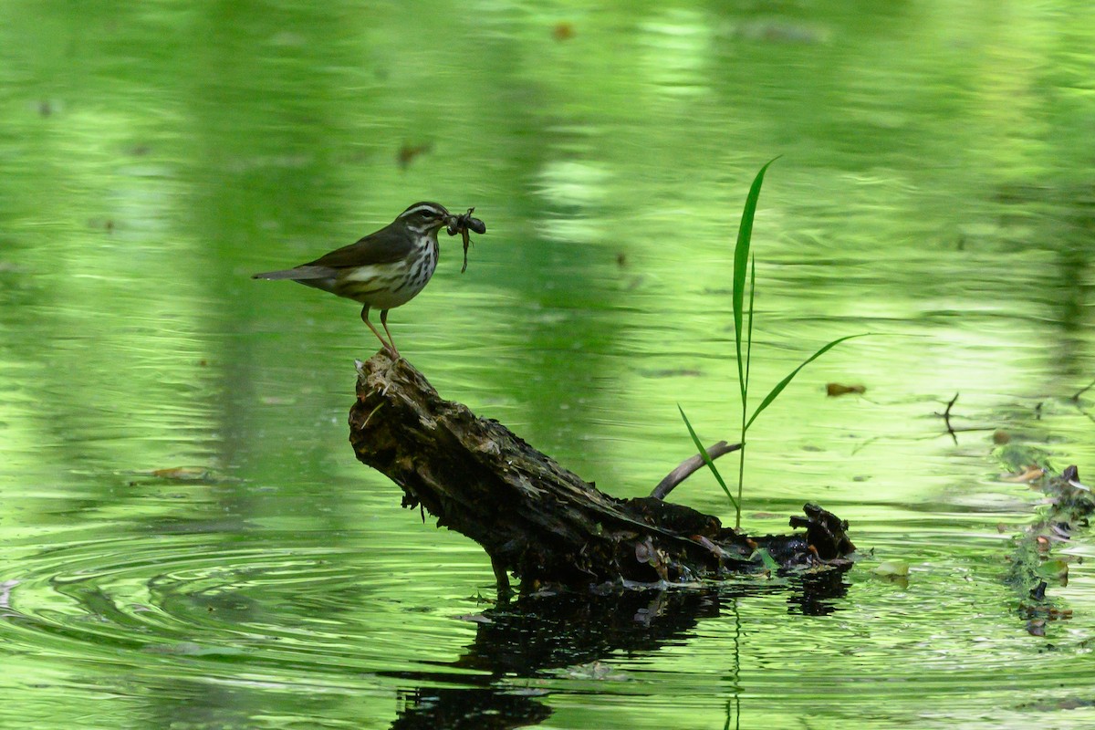 Louisiana Waterthrush - ML452620881