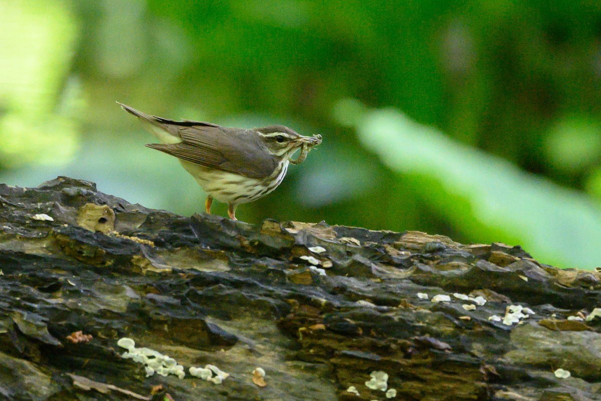 Louisiana Waterthrush - ML452620891