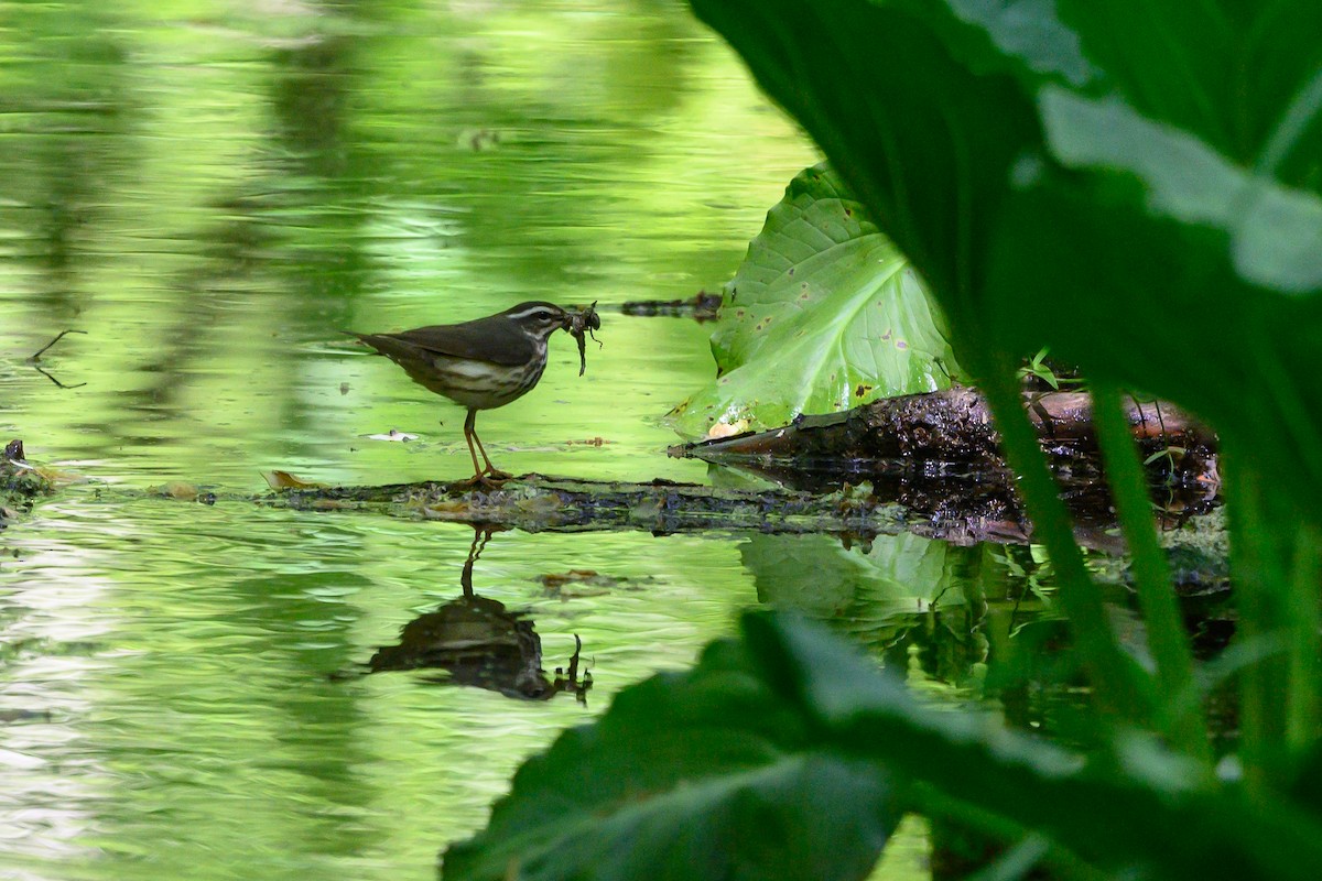 Louisiana Waterthrush - ML452620921