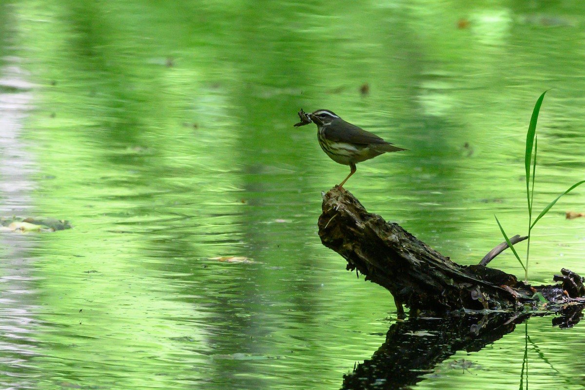 Louisiana Waterthrush - ML452620971