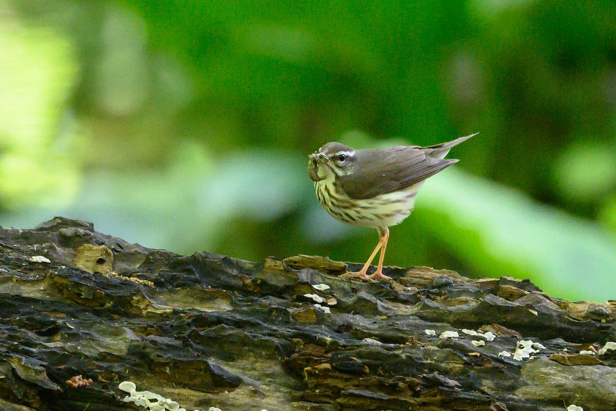Louisiana Waterthrush - ML452620981