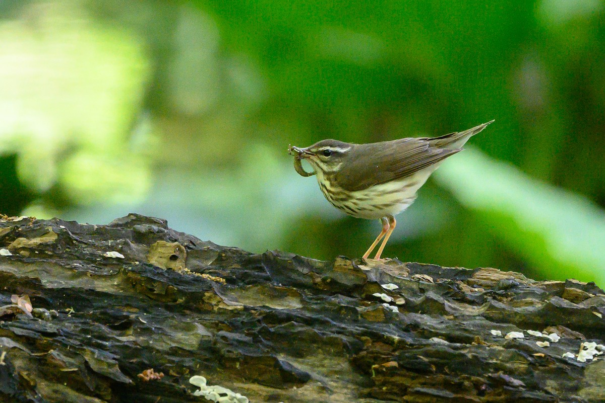 Louisiana Waterthrush - ML452621001