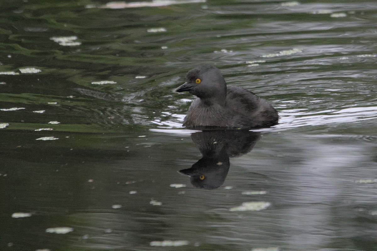 Least Grebe - ML452621911