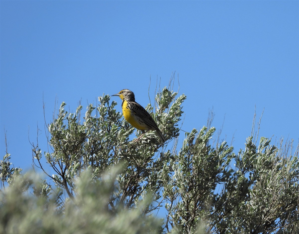 Western Meadowlark - ML452621961