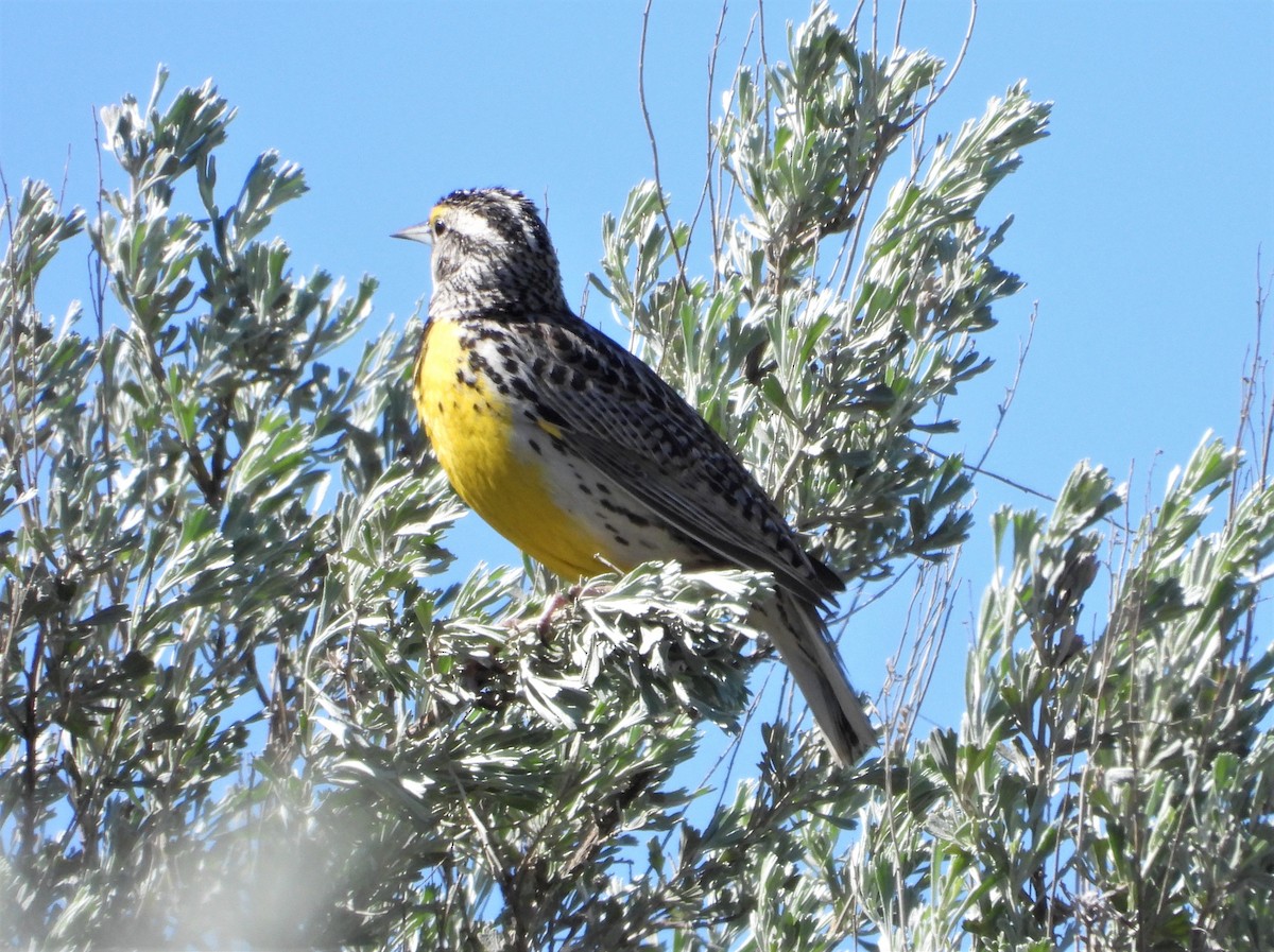 Western Meadowlark - ML452622021