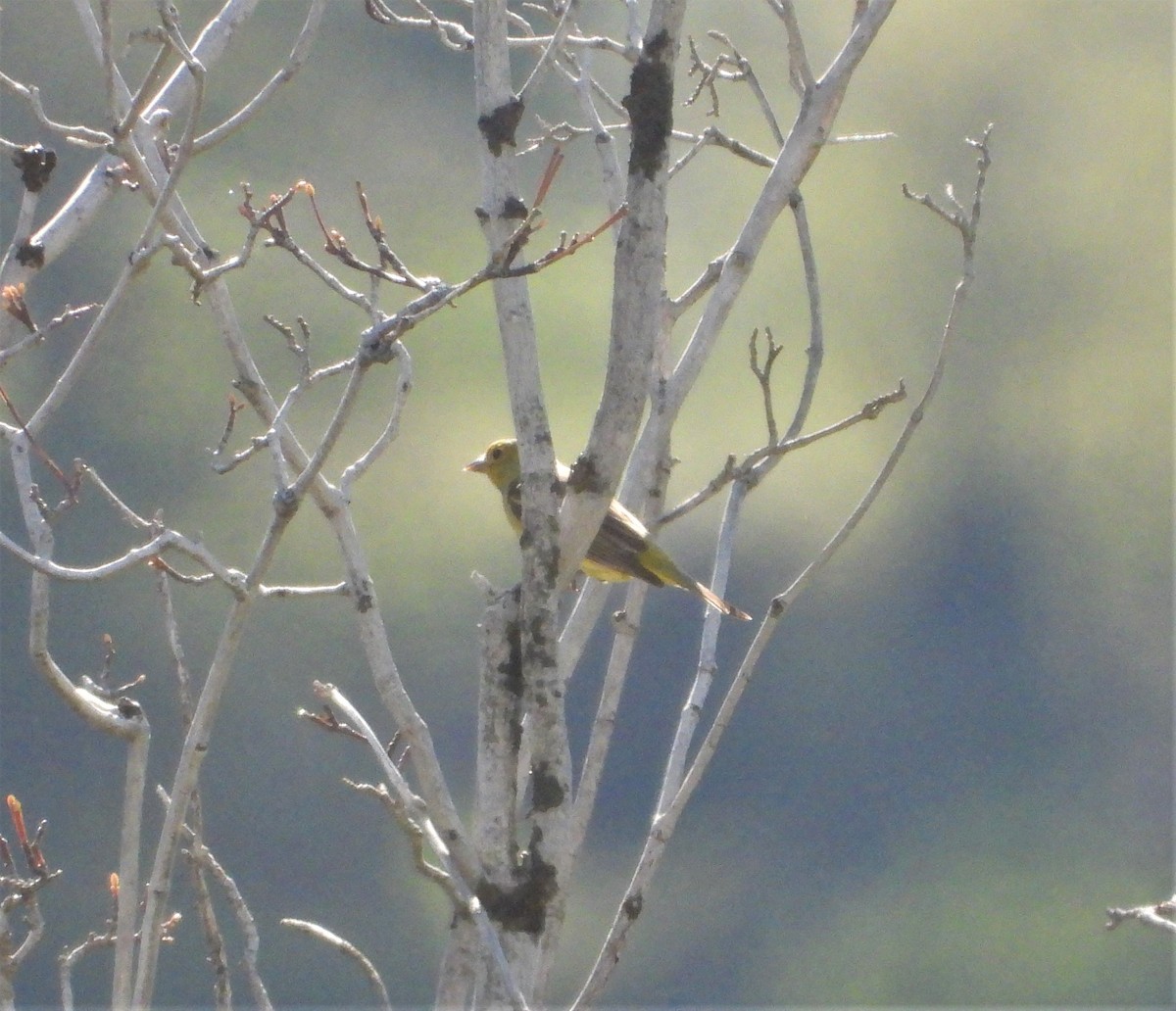 Western Tanager - ML452622111