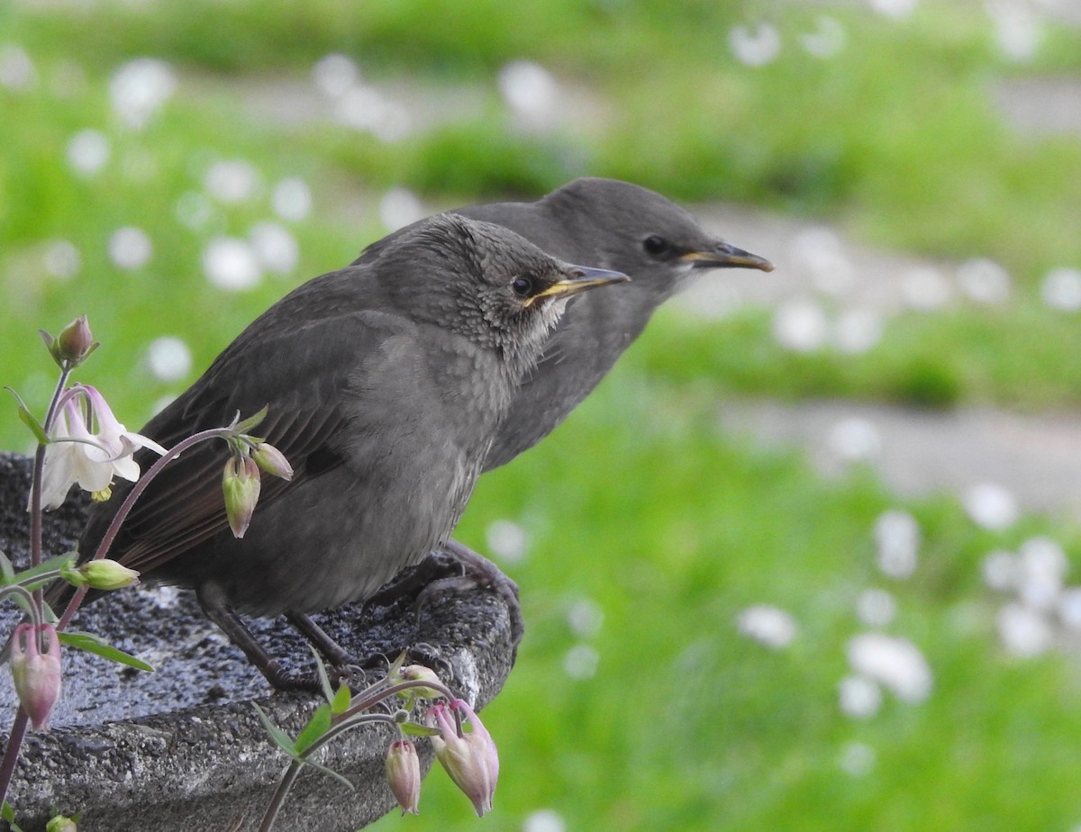 European Starling - ML452622161