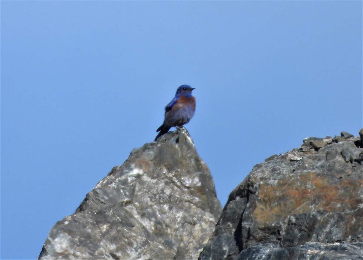 Western Bluebird - ML452622241