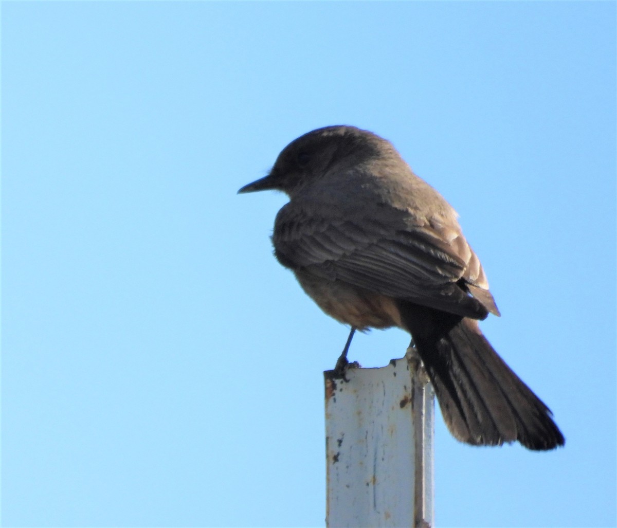Say's Phoebe - ML452622321