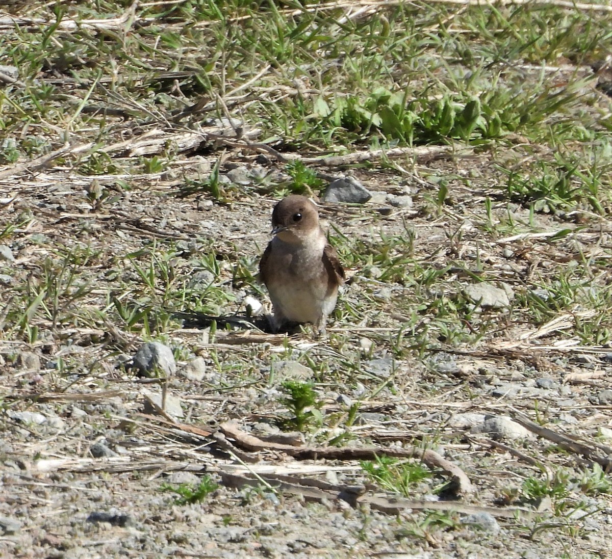 Northern Rough-winged Swallow - ML452622411