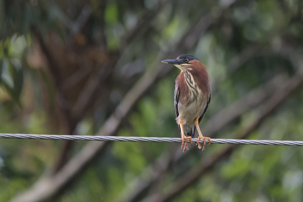 Green Heron - ML452622811