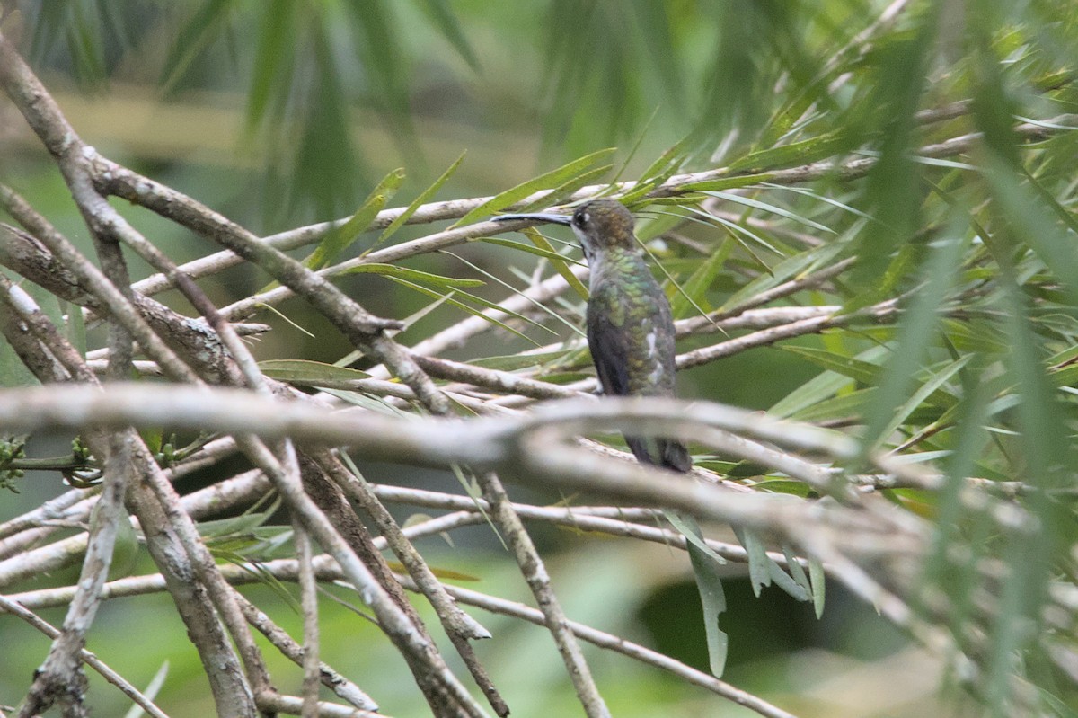 Long-billed Starthroat - ML452623731