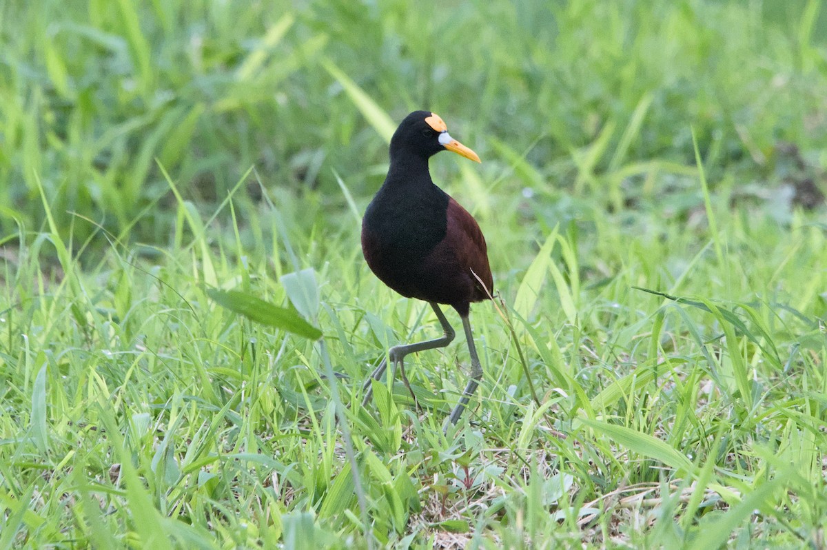 Northern Jacana - ML452624161