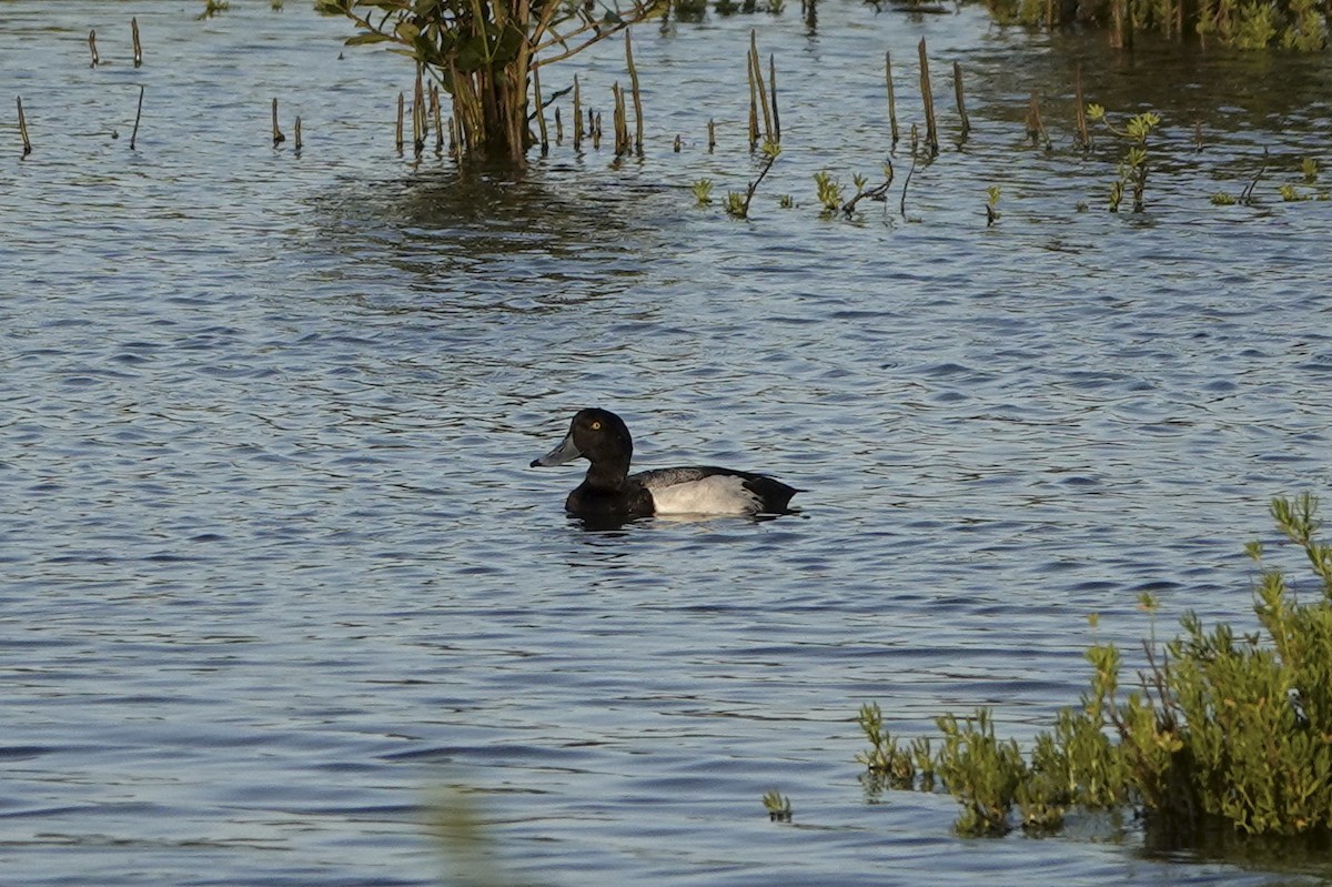 Greater Scaup - ML452624221