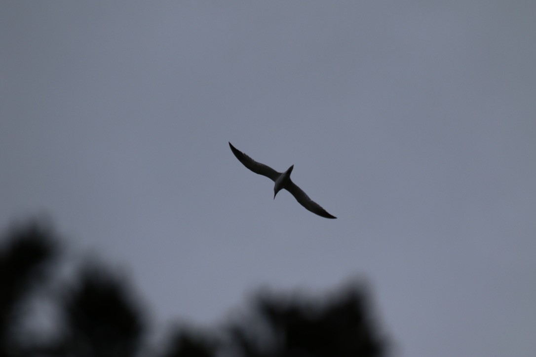 Caspian Tern - ML452625521